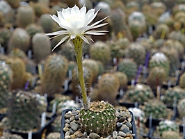 Echinopsis ancistrophora VG 635