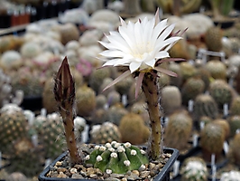Echinopsis obrepanda WR 293