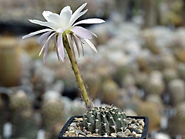 Echinopsis ancistrophora WR 237