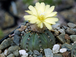 Frailea asterioides f.