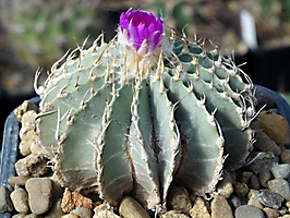 Geohintonia