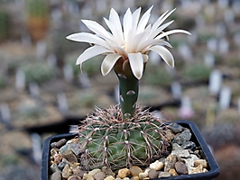 Gymnocalycium affine VG 1326