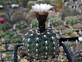 Gymnocalycium alboareolatum VG 208