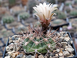Gymnocalycium ambatoense VG 383