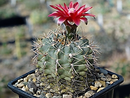 Gymnocalycium baldianum VG 184