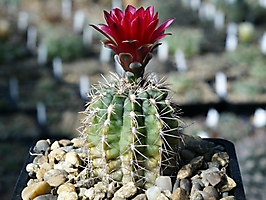 Gymnocalycium baldianum VG 377
