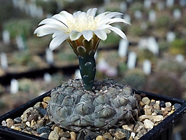 Gymnocalycium berchtii TOM 148