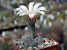 Gymnocalycium berchtii VG 256
