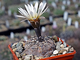 Gymnocalycium bodenbenderianum VG 1240