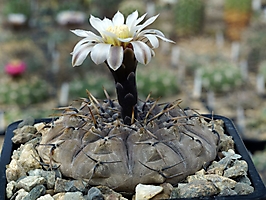 Gymnocalycium bodenbenderianum VG 248