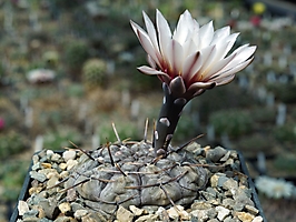 Gymnocalycium borthii ssp. nogolense VG 012