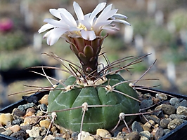 Gymnocalycium bozsingianum VG 509
