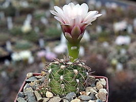 Gymnocalycium calochlorum STO 701
