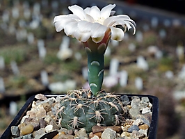 Gymnocalycium calochlorum VG 484