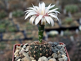 Gymnocalycium calochlorum VG 978