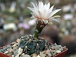 Gymnocalycium campestre KLA 18A