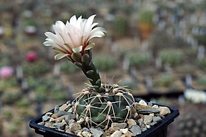 Gymnocalycium capillaense VG 981