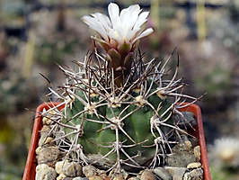 Gymnocalycium castellanosii v. armilatum HV 520