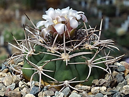 Gymnocalycium castellanosii v. rigidum TOM 445.1
