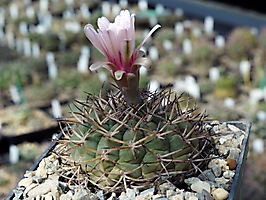 Gymnocalycium catamarcense f. belense VG 813