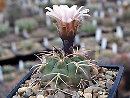 Gymnocalycium catamarcense v. schmiedianum VG 1133