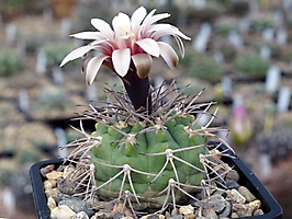 Gymnocalycium catamarcense v. schmiedianum VG 389