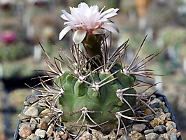 Gymnocalycium coloradense VG 401