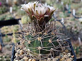 Gymnocalycium coloradense VG 671