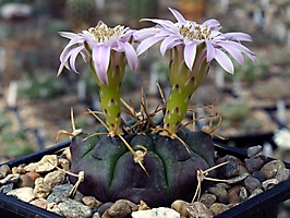 Gymnocalycium damsii ssp. evae STO 983