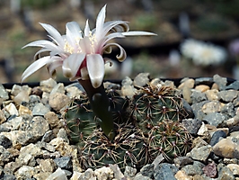 Gymnocalycium erinaceum VG 727