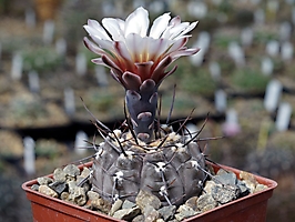 Gymnocalycium esperanzae MM 1257