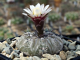 Gymnocalycium esperanzae RS 2248