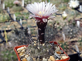 Gymnocalycium esperanzae TOM 436.1