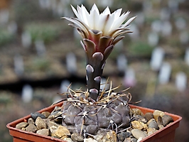 Gymnocalycium esperanzae VG 1241
