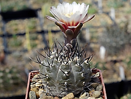 Gymnocalycium esperanzae VoS 14-1791