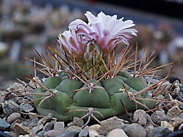 Gymnocalycium eurypleurum VoS 14