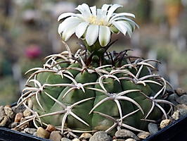 Gymnocalycium ferocior GN 91-396/1311