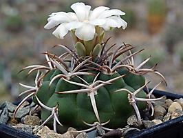 Gymnocalycium ferocior STO 92-498