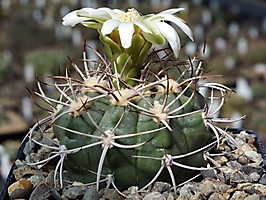 Gymnocalycium ferocior VG 1082