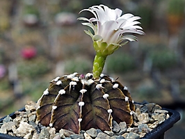 Gymnocalycium friedrichii VoS 01-014/A