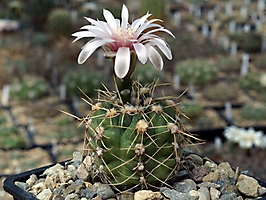Gymnocalycium gaponii ssp. geyeri VG 042