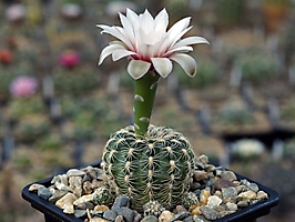 Gymnocalycium gaponii TOM 375