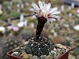 Gymnocalycium kieslingii f. castaneum VG 206