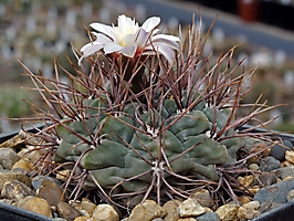 Gymnocalycium kroenleinii VG 508
