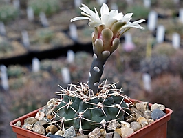 Gymnocalycium kuehhasii VG 1481