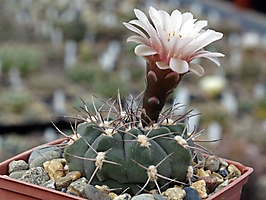 Gymnocalycium mazanense P 30b