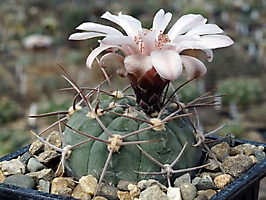 Gymnocalycium mazanense VG 382/1