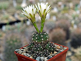 Gymnocalycium mesopotamicum LB 2293