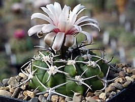 Gymnocalycium mostii v. miradorense VG 462