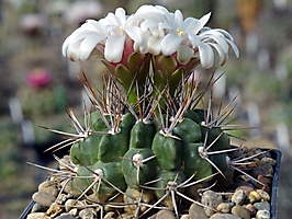 Gymnocalycium mostii VG 518